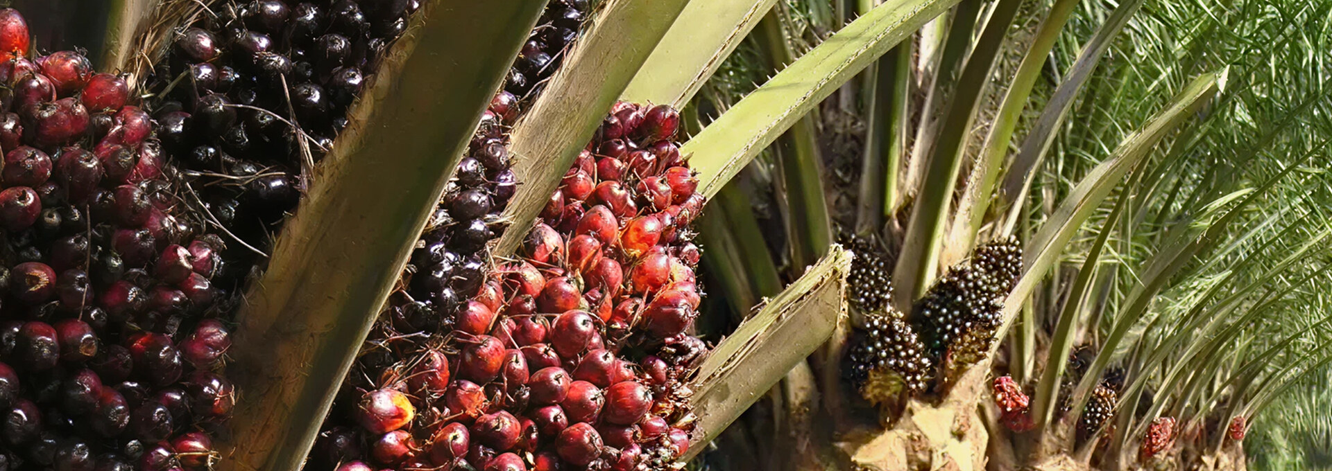 Kim Loong Anticipates Higher FFB Production